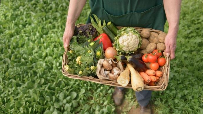 The organic agriculture blows in Castellón